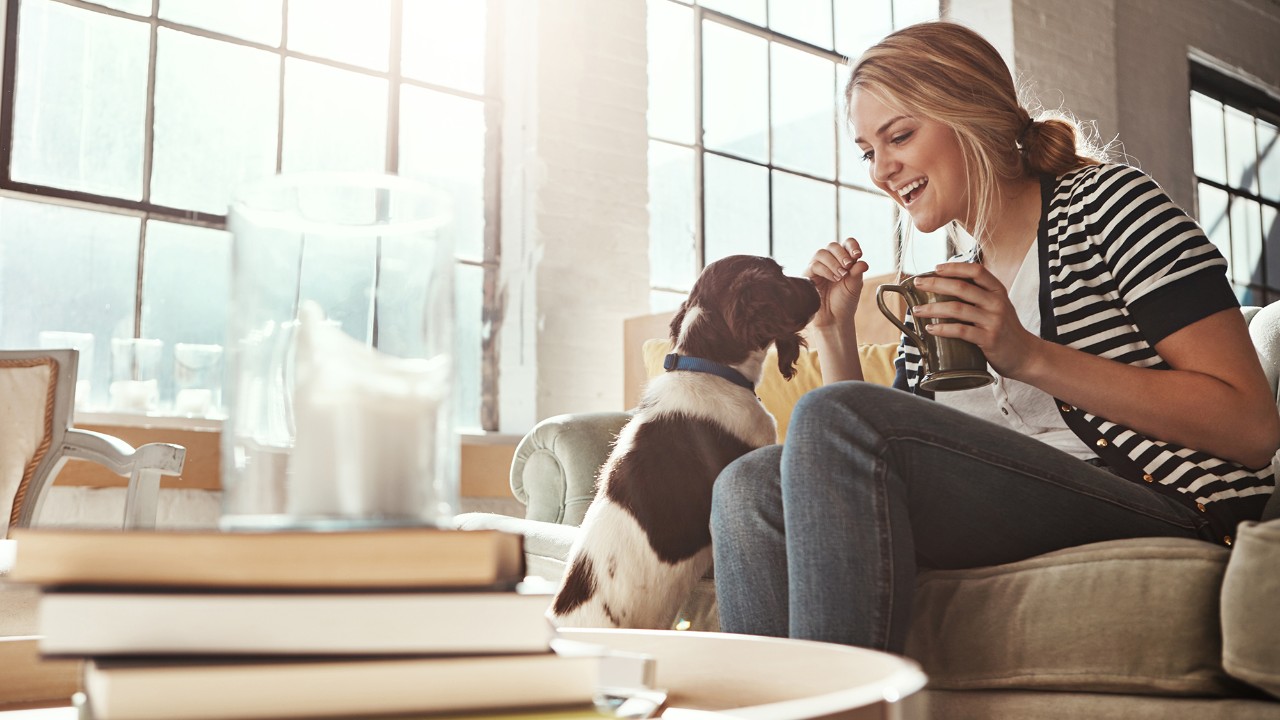 Pet insurance