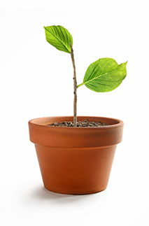 plant pot